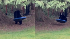 Ξέγνοιαστες στιγμές για μια αρκούδα: Έκανε κούνια σε αυλή σπιτιού (vid)