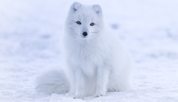 Αρκτική αλεπού έφτασε από τη Νορβηγία στον Καναδά, διανύοντας 3.500  χιλιόμετρα σε 76 ημέρες (pics & vid) | Plus: Stories | gazzetta.gr