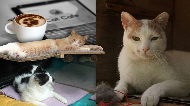 Το Cat Cafe της Αθήνας άνοιξε τις πύλες του και μας υποδέχεται με νιαουρίσματα και γουργουρητά