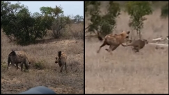 Συγκλονιστικό βίντεο: Λεοπάρδαλη τρέχει να σώσει την ζωή της από ύαινα (vid)