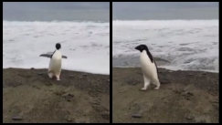 Σπάνιος πιγκουίνος της Ανταρκτικής ταξίδεψε κατά λάθος 3.000 χλμ και βρέθηκε στη Νέα Ζηλανδία (vid)