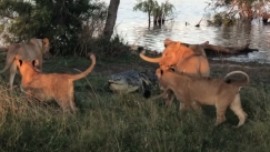 Η τρομακτική μάχη ενός κροκόδειλου με 5 λιοντάρια (vid)