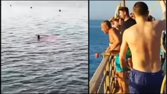 Τραγωδία στην Αίγυπτο: Καρχαρίας κατασπάραξε τουρίστρια μπροστά σε σοκαρισμένους παραθεριστές (vid)