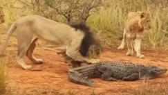 Κροκόδειλος κάνει καλά τέσσερα λιοντάρια σε μια φαινομενικά άνιση μάχη (vid)