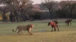 Λιοντάρια, ύαινες και μια νεκρή καμηλοπάρδαλη, στο πιο επικίνδυνο γήπεδο γκολφ του πλανήτη (vid)