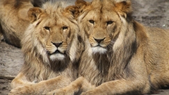 Λιοντάρια κατασπάραξαν άνδρα σε ζωολογικό κήπο: Μπήκε στο κλουβί για να κλέψει δύο λευκά λιονταράκια