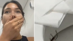 Αυστραλία: Τεράστια αράχνη στην τουαλέτα τρομοκράτησε μοντέλο (vid)