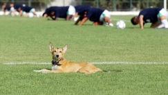  Στο Κύπελλο ΕΠΣ Δωδεκανήσου ακυρώθηκε γκολ λόγω σκύλου! 