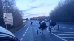  Απίστευτο περιστατικό: Έκαναν αγώνες ταχύτητας με άλογα στην μέση του δρόμου (vid) 