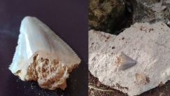 Δόντι καρχαρία έως 23.000.000 χρονών βρέθηκε στην Κεφαλονιά: Η τιμή πώλησης ξεκινάει στα 962.000€ 