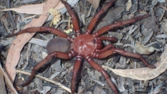 Σπάνιο είδος αράχνης εντοπίστηκε στην Αυστραλία (vid)