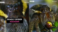 Η αράχνη που σκορπά τρόμο στο ζωικό βασίλειο (vid)
