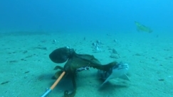 Ο κυνηγός που έγινε θήραμα: Η στιγμή που χταπόδι προσπαθεί να φάει μικρό καρχαρία (vid)