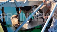 Αποτροπιασμός στην Καβάλα: Άνδρας κλώτσησε αδέσποτο σκύλο και τον έριξε στη θάλασσα, «μου επιτέθηκε» 
