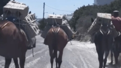 Σαντορίνη: Καταγγελία για μουλάρια που κουβαλούν τσιμεντόλιθους μέσα στον καύσωνα (vid)