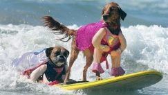 Παγκόσμιο πρωτάθλημα surf... για σκύλους: Viral οι φωτογραφίες με τους «έμπειρους δαμαστές των κυμάτων» (vid)