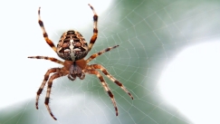 Χάος στην Αυστρία: Σούπερ μάρκετ έχει κλείσει για μέρες επειδή εντοπίστηκε δηλητηριώδης αράχνη που προκαλεί επώδυνη στύση 