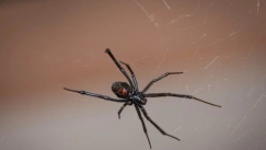 Νεαρός άφησε αράχνη να τον τσιμπήσει: Θεώρησε πως με αυτό τον τρόπο θα γίνει ο νέος Spider-Man 