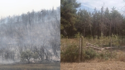 Εξωφρενική καταγγελία: Την ώρα που ο Έβρος καίγεται, κόβουν δέντρα για να φτιάξουν γυμναστήριο