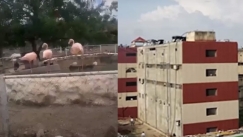 Η στιγμή που η αστυνομία εισέβαλε σε φυλακή «παράδεισο»: Διέθετε από ζωολογικό κήπο μέχρι καζίνο (vid)