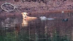 Μία στο εκατομμύριο: Κροκόδειλοι βοήθησαν σκύλο που έπεσε κατά λάθος σε λίμνη 