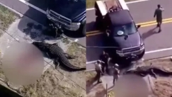 Σοκαριστικό βίντεο δείχνει τη στιγμή που αλιγάτορας κατασπάραξε άνθρωπο: Αστυνομικοί πυροβόλησαν στο κεφάλι το ερπετό (vid)