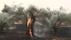 Τρομακτική η οικολογική καταστροφή στον Έβρο: Η φωτιά καίει τα πάντα στο πέρασμά της για 15η μέρα