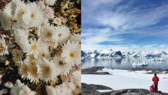 Εμφανίστηκαν λουλούδια στην Ανταρκτική και αυτό δεν είναι καλό νέο (vid)