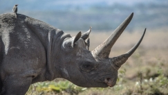 Ρινόκερος επιτέθηκε και σκότωσε φύλακα σε ζωολογικό κήπο στην Αυστρία (vid)