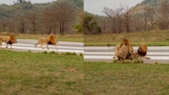 Η στιγμή που δύο λιοντάρια καραδοκούν και επιτίθενται στον εχθρό τους (vid)