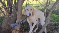 Δεν έχουν τέλος τα περιστατικά κακοποίησης ζώων: Βρέθηκε σκύλος αλυσοδεμένος και σκελετωμένος (vid) 