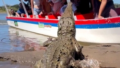 Τρομακτικό βίντεο: Κροκόδειλος γίγας την «πέφτει» σε ανυποψίαστους τουρίστες μέσα σε βάρκα