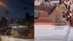 Θαρραλέα οδηγός στην Ταϊλάνδη έβγαλε βόλτα το... λιοντάρι της με Bentley (vid)
