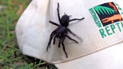 Βρέθηκε η μεγαλύτερη και πιο δηλητηριώδης αράχνη στον κόσμο: Ονομάστηκε «Ηρακλής» (vid)