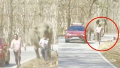 Ελέφαντας πήρε στο κυνήγι τουρίστες: Οι απελπισμένες προσπάθειες για να σωθούν (vid)