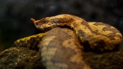 Το πιο επικίνδυνο νησί φιλοξενεί 4.000 θανατηφόρα φίδια και δεν επιτρέπεται σε κανέναν να το επισκεφθεί (vid)