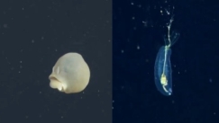 Το μυστήριο θαλάσσιο σκουλήκι που έχει αφήσει άφωνους τους επιστήμονες: «Θυμίζει γουρούνι» (vid)