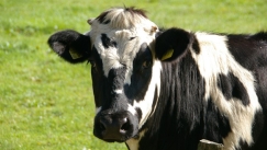  Παγκόσμιος Οργανισμός Υγείας: Υπάρχει κίνδυνος εξάπλωσης του ιού της γρίπης των πτηνών σε αγελάδες εκτός ΗΠΑ	