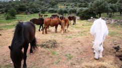 Τα αδέσποτα άλογα του Υμηττού: Το κενό της νομοθεσίας και o αγώνας δύο γυναικών να τα φροντίσουν