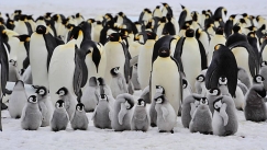 Οι αυτοκρατορικοί πιγκουίνοι της Ανταρκτικής κινδυνεύουν με εξαφάνιση λόγω της κλιματικής αλλαγής