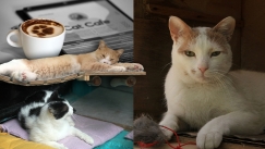Το Cat Cafe της Αθήνας άνοιξε τις πύλες του και μας υποδέχεται με νιαουρίσματα και γουργουρητά