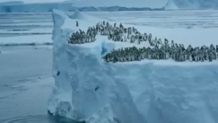 Συγκλονιστικό βίντεο: Μωράκια πιγκουίνοι πέφτουν για πρώτη φορά στη θάλασσα από τα 15 μέτρα