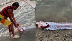 Το απόκοσμο ψάρι που είναι «οιωνός καταστροφών» ξεβράστηκε στις Φιλιππίνες: Η εμφάνιση του έχει ανησυχήσει τους ντόπιους (vid)