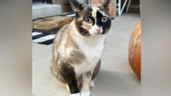 ΗΠΑ: Γάτα λαθρεπιβάτης τρύπωσε σε κουτί της Amazon - Επιστράφηκε στην οικογένειά της με δέμα
