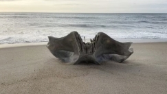 Γιγάντιο κρανίο από πλάσμα 40 τόνων ξεβράστηκε σε παραλία: Τι λένε οι ειδικοί 