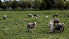 Τροχαίο με τέσσερα νεκρά πρόβατα στην Κω: Αυτοκίνητο έπεσε πάνω σε κοπάδι