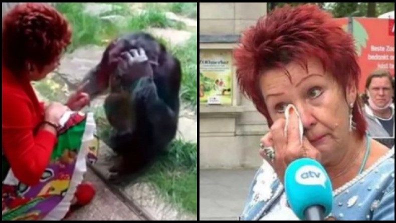 Ζωολογικός κήπος στο Βέλγιο απαγόρευσε σε 38χρονη να βλέπει έναν χιμπατζή: «Έχουμε σχέση», λέει (vid)