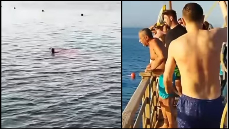Τραγωδία στην Αίγυπτο: Καρχαρίας κατασπάραξε τουρίστρια μπροστά σε σοκαρισμένους παραθεριστές (vid)