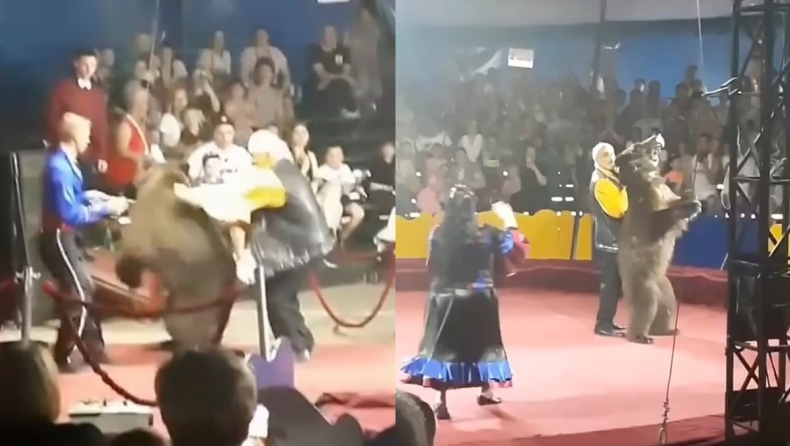 Δεμένη αρκούδα προσπαθεί να απελευθερωθεί σε τσίρκο της Ρωσίας μπροστά σε θεατές: Ολοκλήρωσε το κόλπο της με ασφάλεια (vid)