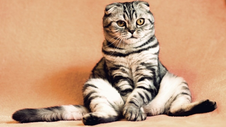 Γυναίκα στις ΗΠΑ πλήρωσε 25.000 ευρώ για να κλωνοποιήσει την αγαπημένη της γάτα (vid)